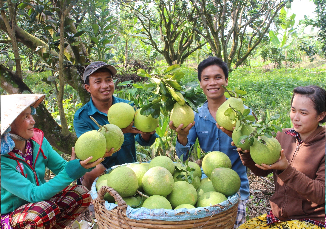 pomelos