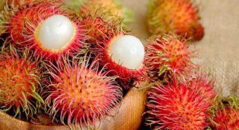 What Is Rambutan – A Guide to Chom Chom Fruit of Vietnam