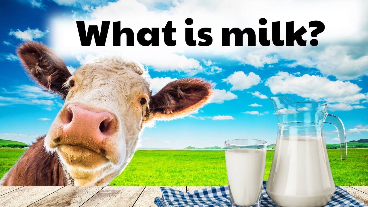 What is milk
