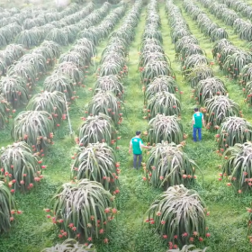 nawon-dragon-fruit-farm