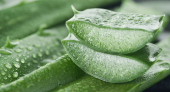 Is Aloe Vera Good To Drink? Benefits Of Aloe Vera Juice
