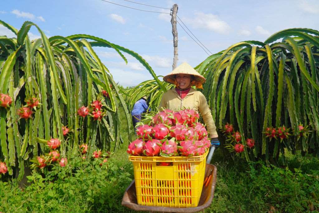 vietnam-dragon-fruit-farm