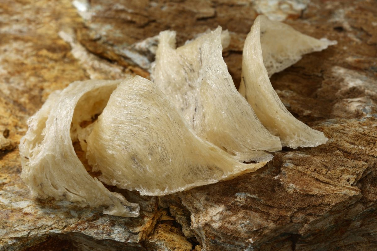 edible bird nest drink