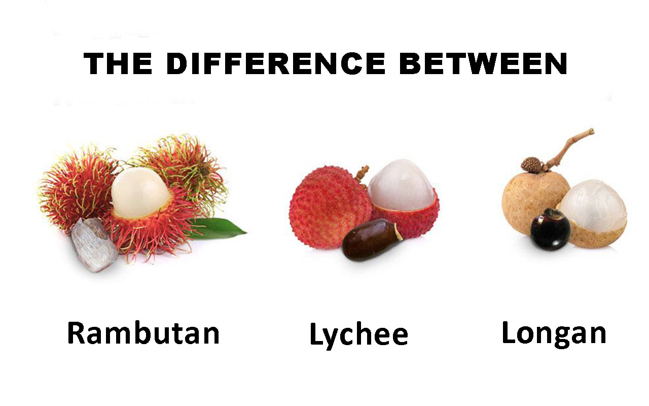 rambutan vs lychee vs longan