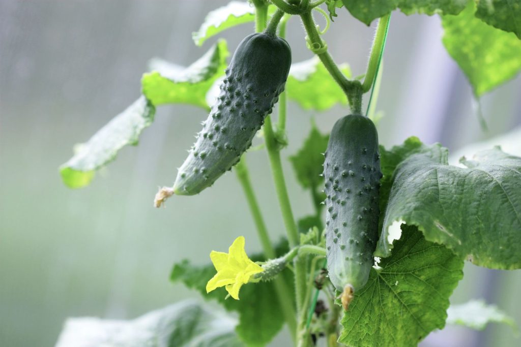 cucumbers on plant