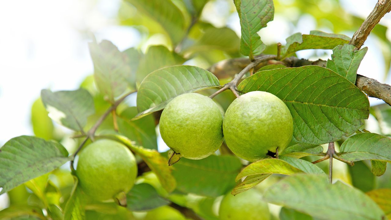 How to choose delicious guava