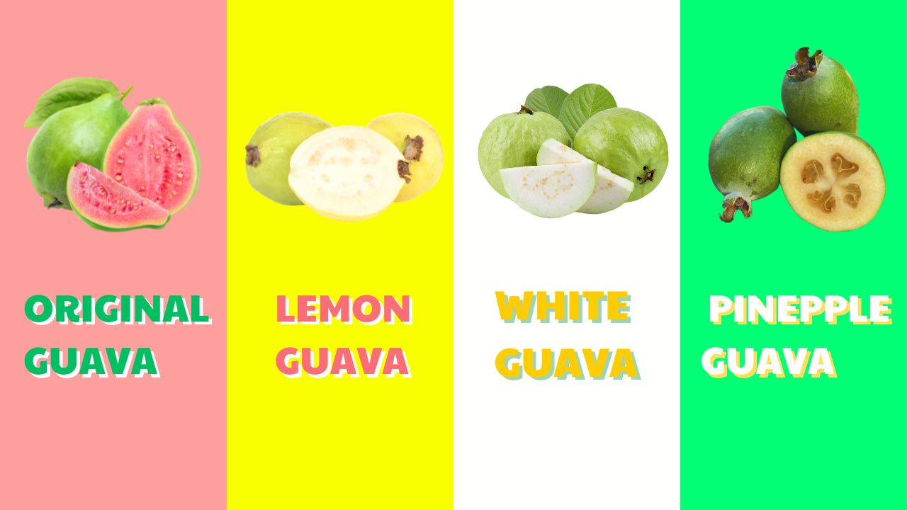 8 Recipes To Make Guava Juice Drink At Home